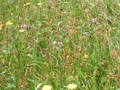 celtic park - wildflowers.jpg